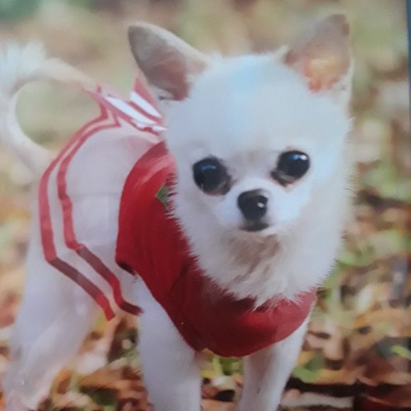 Meet your Posher, Sharron - Picture 1 of 1